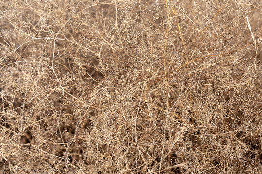 Dried plant-ball Gypsophila (or tumbleweed , kachim , gipsolyubka). Close-up, narrow focus.