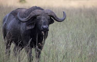 An African buffalo or Cape buffalo (Syncerus caffer) in Tanzania.	
