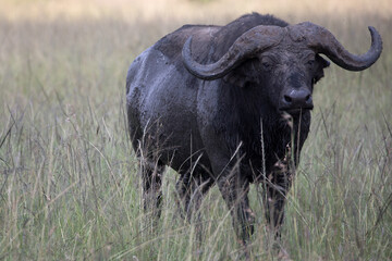 An African buffalo or Cape buffalo (Syncerus caffer) in Tanzania.	