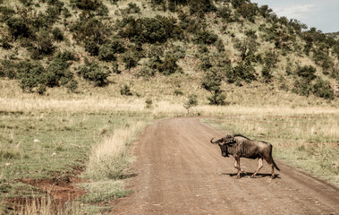 African Blue Wildebeest in a South African wildlife reserve