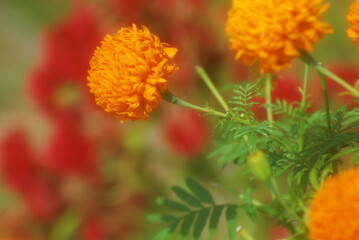Beautiful field meadow flowers chamomile, blue wild peas in morning against blue sky with clouds, nature landscape, close-up macro. Wide format, copy space. Delightful pastoral airy artistic image.