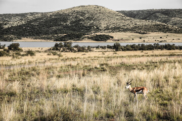 Naklejka premium African Springbok Antelope in a South African wildlife reserve