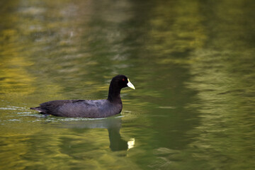 White-winged coot (Fulica leucoptera) on the water, Rosario, Argentina