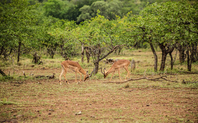 Impala Antelope Rams rucking in a South African wildlife reserve