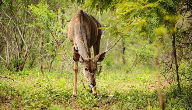 African Kudu Cow antelope in a South African wildlife reserve