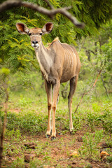 African Kudu Cow antelope in a South African wildlife reserve