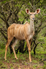 African Kudu Cow antelope in a South African wildlife reserve © Sunshine Seeds