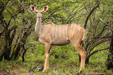 African Kudu Cow antelope in a South African wildlife reserve © Sunshine Seeds