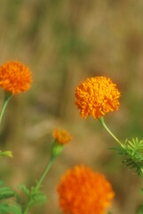 Beautiful field meadow flowers chamomile, blue wild peas in morning against blue sky with clouds, nature landscape, close-up macro. Wide format, copy space. Delightful pastoral airy artistic image.