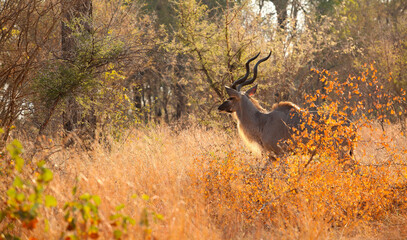 African Kudu Bull antelope in a South African wildlife reserve