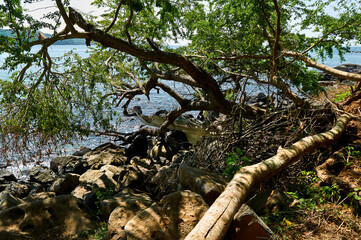 Fototapeta premium arbol en chacala