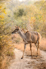 African Kudu Cow antelope in a South African wildlife reserve