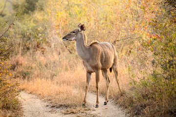 African Kudu Cow antelope in a South African wildlife reserve