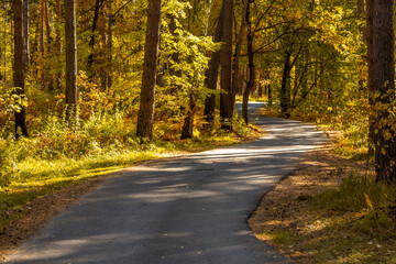 Obraz premium Narrow asphalt road through the autumn forest.
