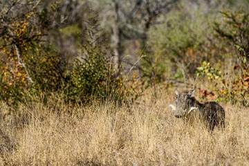 Obraz na płótnie Canvas Warthog hiding in long grass in a South African game reserve