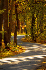 Narrow asphalt road through the autumn forest.