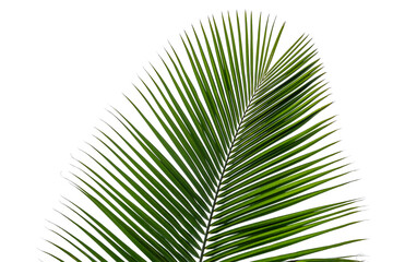 Fototapeta premium palm leaf isolated on white background