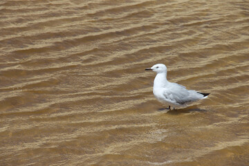 Lone Gull: Seagull Bird Australia Water Ocean Sea Shore Ripples