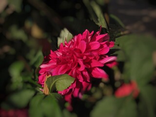 pink flower in the garden