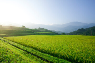 Fototapeta na wymiar 朝方の米畑