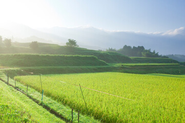 朝方の米畑