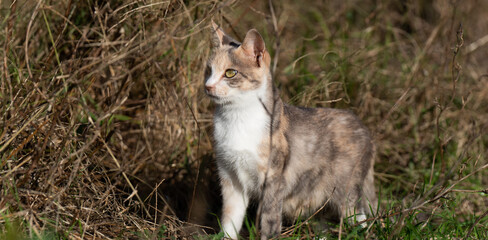 見つめる猫　淡い色の三毛猫