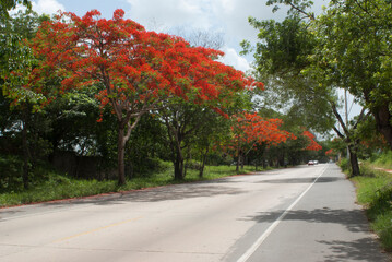 calle y árbol de flores rojas