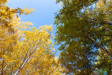 Fototapeta premium Autumn. Beautiful yellow birch leaves and branches of larch trees on a background of blue clear sky. Natural background. Place to insert text.