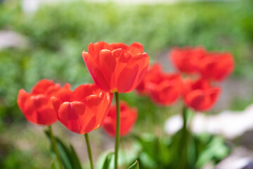Red flower tulip close up