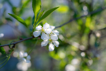 Branch of a tree with white flower