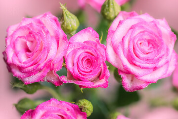 Pink rose flower in drops close up.