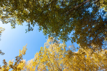 Autumn. Beautiful yellow birch leaves and branches of larch trees on a background of blue clear sky. Natural background. Place to insert text.