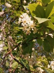 apple tree blossom