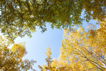 Autumn. Beautiful yellow birch leaves and branches of larch trees on a background of blue clear sky. Natural background. Place to insert text.