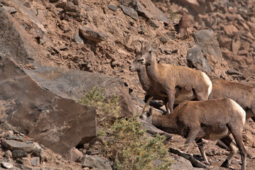 Group of big Horn sheep on a rocky ledge