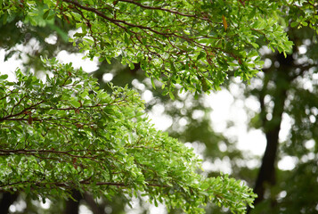 Fototapeta na wymiar Low angle view of the fresh green leaves and branch of the tree