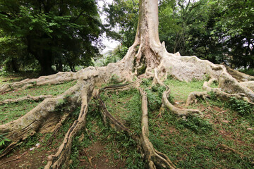 Old Giant Tree Roots in the city forest