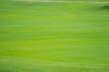 Landscapes views of Beautiful green lawn on a sunny day in nature.