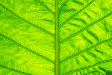 green leaf background