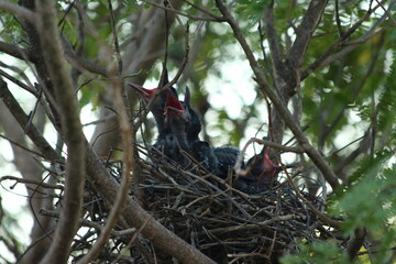 A house Crow and its chicks in a nest