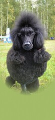 medium size black poodle portrait with copy space for text below
