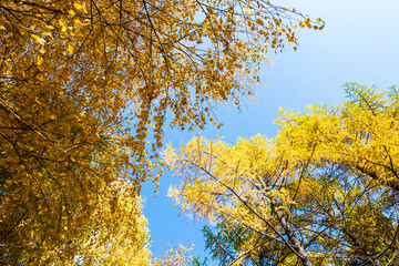 Autumn. Beautiful yellow birch leaves and branches of larch trees on a background of blue clear sky. Natural background. Place to insert text.