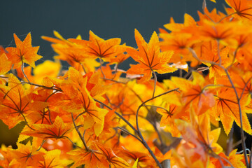 autumn leaves in the sun
