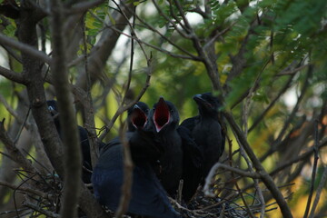 A house Crow and its chicks in a nest