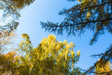 Autumn. Beautiful yellow birch leaves and branches of larch trees on a background of blue clear sky. Natural background. Place to insert text.