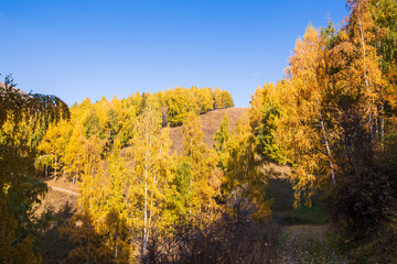 Fototapeta premium Autumn. Beautiful yellow birch leaves and branches of larch trees on a background of blue clear sky. Natural background. Place to insert text.