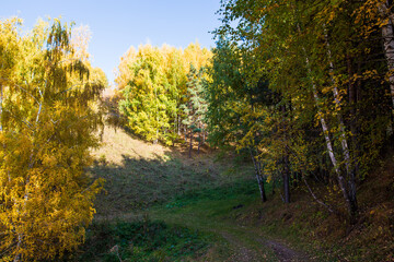 Autumn landscape. Beautiful birch trees. Walk in the birch forest. Natural background. Place to insert text.