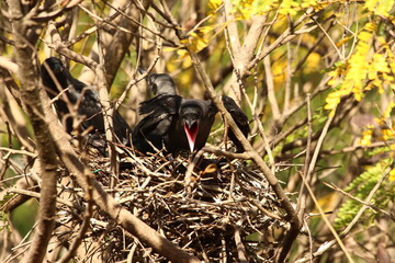 House Crow in a nest with its chiks