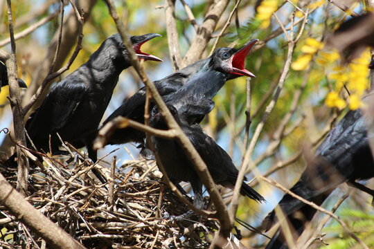 House Crow in a nest with its chiks