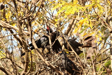 House Crow in a nest with its chiks